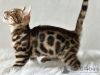 Photo №4. I will sell bengal cat in the city of Аугсбург. breeder - price - 264$