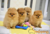 Photo №1. pomeranian - for sale in the city of Loznica | negotiated | Announcement № 84089