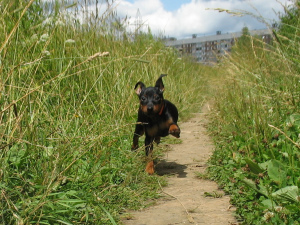 Photo №4. I will sell miniature pinscher in the city of Mogilyov. breeder - price - Negotiated