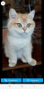 Photo №2 to announcement № 50290 for the sale of british shorthair - buy in Russian Federation from nursery