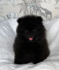 Photo №1. pomeranian - for sale in the city of Doha | negotiated | Announcement № 38563
