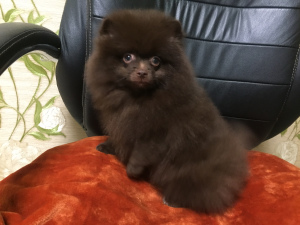 Photo №1. pomeranian - for sale in the city of Москва | negotiated | Announcement № 6026
