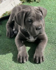 Photo №3. Cane Corso puppies. United States