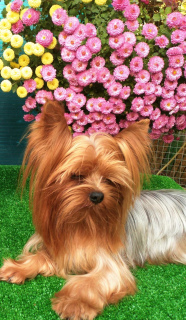 Photo №2 to announcement № 4469 for the sale of yorkshire terrier - buy in Russian Federation breeder