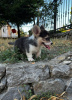 Photo №3. Welsh Corgi Pembroke puppies. Serbia
