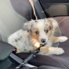 Photo №1. australian shepherd - for sale in the city of Bucharest | Is free | Announcement № 109534