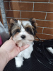 Photo №4. I will sell  in the city of Tolyatti. breeder - price - 651$