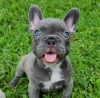 Photo №3. French bulldog puppies available for sale. Russian Federation
