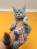 Photo №4. I will sell maine coon in the city of Анталья. breeder - price - negotiated