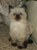 Photo №4. I will sell ragdoll in the city of California. private announcement - price - 250$