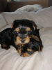 Additional photos: Yorkshire Terrier babies are available for reservation.