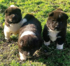 Photo №1. akita - for sale in the city of Sydney | 480$ | Announcement № 89883