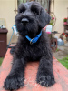 Additional photos: Giant Schnauzer puppies (3 months)