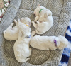 Additional photos: Maltese puppies 3 boys