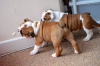 Photo №1. english bulldog - for sale in the city of Birmingham | 700$ | Announcement № 18626