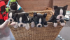 Photo №1. boston terrier - for sale in the city of Belkino | Is free | Announcement № 62813