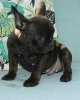 Photo №1. french bulldog - for sale in the city of Baden Baden | 380$ | Announcement № 127366