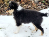 Photo №3. Available beautifull sheltie tricolor 3months old girl!!. Latvia