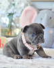 Photo №1. french bulldog - for sale in the city of Helsinki | 370$ | Announcement № 117309