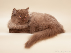 Photo №3. Cat cinnamon. Russian Federation