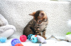 Photo №2 to announcement № 65682 for the sale of bengal cat - buy in Norway private announcement, from nursery