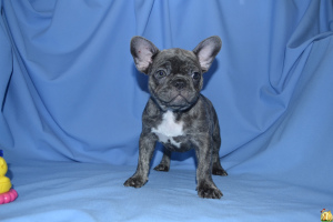 Photo №1. french bulldog - for sale in the city of Minsk | 831$ | Announcement № 484