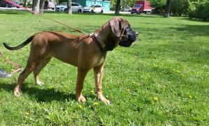 Photo №2 to announcement № 6676 for the sale of cane corso - buy in Russian Federation breeder