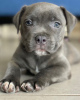 Photo №1. american staffordshire terrier - for sale in the city of Vienna | 486$ | Announcement № 83344