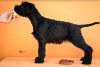 Additional photos: Giant Schnauzer Puppies