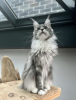 Photo №3. Maine coon grown. United States