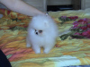 Photo №2 to announcement № 11827 for the sale of pomeranian - buy in Russian Federation breeder