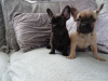 Photo №1. french bulldog - for sale in the city of Erding | 423$ | Announcement № 118118