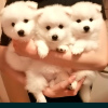 Photo №1. japanese spitz - for sale in the city of Warsaw | negotiated | Announcement № 20220