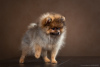 Photo №4. I will sell german spitz in the city of Tula.  - price - 1095$