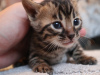 Photo №1. bengal cat - for sale in the city of Berlin | 423$ | Announcement № 84006