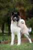 Photo №4. I will sell american akita in the city of Ниш. breeder - price - negotiated