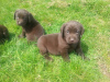 Photo №1. labrador retriever - for sale in the city of Утрехт | negotiated | Announcement № 126472