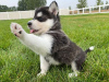 Photo №1. siberian husky - for sale in the city of Валлетта | 400$ | Announcement № 58270