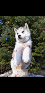 Photo №2 to announcement № 1668 for the sale of siberian husky - buy in Russian Federation breeder