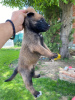 Photo №4. I will sell belgian shepherd in the city of Leskovac. breeder - price - negotiated