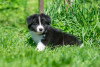 Photo №4. I will sell border collie in the city of Kaluga. from nursery - price - 1212$