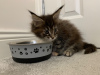 Additional photos: Trained Maine Coon Kittens with good health