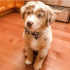 Photo №1. australian shepherd - for sale in the city of Gothenburg | 350$ | Announcement № 120257