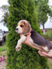 Photo №3. Beagle puppies for sale. Belarus