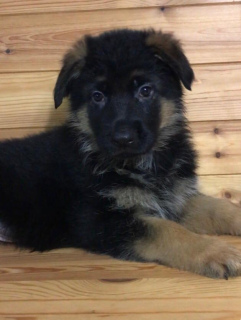 Photo №2 to announcement № 2191 for the sale of german shepherd - buy in Russian Federation from nursery, breeder