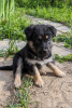 Photo №1. non-pedigree dogs - for sale in the city of Москва | Is free | Announcement № 102260