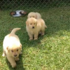 Photo №1. golden retriever - for sale in the city of Malacky | 354$ | Announcement № 29004