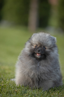 Photo №1. pomeranian - for sale in the city of Rostov-on-Don | 532$ | Announcement № 3194