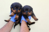 Photo №1. rottweiler - for sale in the city of Dusseldorf | 528$ | Announcement № 80754