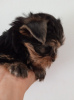 Photo №1. yorkshire terrier - for sale in the city of Yokneam Illit | 800$ | Announcement № 29848